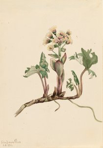 Kuzey Butterbur Petasites hyperboreus, 1916. by Mary Vaux Walcott