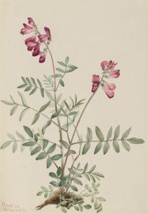  by Mary Vaux Walcott