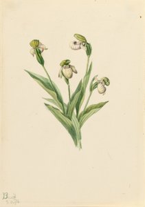  by Mary Vaux Walcott