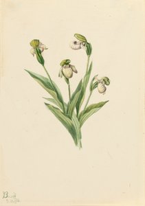 Kuzey Hanımın Terliği Cypripedium passerinum, 1916. by Mary Vaux Walcott