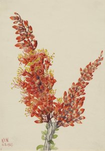  by Mary Vaux Walcott