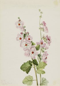  by Mary Vaux Walcott