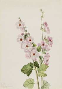 Orange-Eye Globemallow Sphaeralcea davidsonii, 1926 by Mary Vaux Walcott