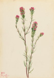  by Mary Vaux Walcott