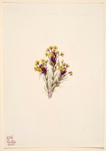  by Mary Vaux Walcott