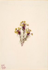 Baykuşun Yoncası Orthocarpus erianthus, 1935. by Mary Vaux Walcott