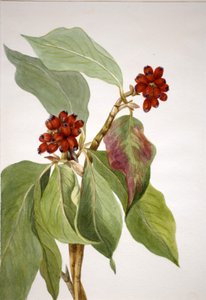 Pasifik Kızılcık Cornus nuttallii, 1933. by Mary Vaux Walcott