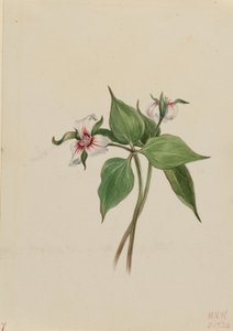  by Mary Vaux Walcott