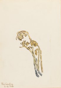  by Mary Vaux Walcott