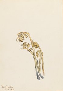 Soluk Pinesap Hypopitys americana, 1918. by Mary Vaux Walcott