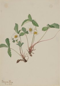  by Mary Vaux Walcott