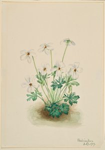  by Mary Vaux Walcott