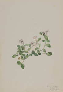 Keklik üzümü (Mitchella repena) by Mary Vaux Walcott