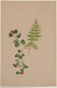  by Mary Vaux Walcott
