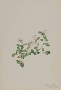Partridgeberry Mitchella repens, 1918.