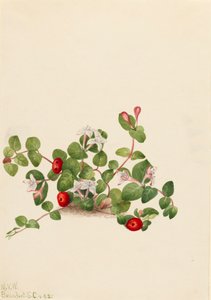 Partridgeberry Mitchella, 1925. by Mary Vaux Walcott
