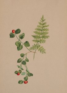 Partridgeberry Mitchella repens, ca. 1883. by Mary Vaux Walcott