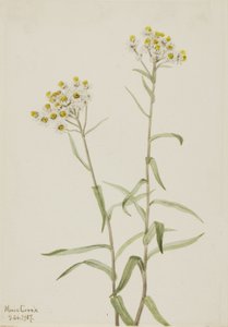 İnci Ebedi Anaphalis margaritacea, 1917. by Mary Vaux Walcott