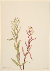  by Mary Vaux Walcott