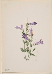  by Mary Vaux Walcott