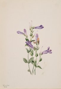 Penstemon Penstimon Fruiticosus, 1903. by Mary Vaux Walcott