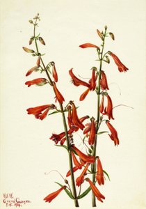 by Mary Vaux Walcott