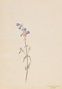  by Mary Vaux Walcott