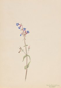 Pentstemon Pentstemon prosedürü, 1905. by Mary Vaux Walcott