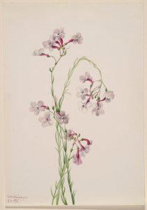  by Mary Vaux Walcott