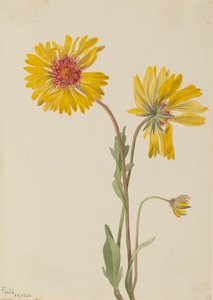 Çok yıllık Gaillardia Gaillardia aristata, 1904. by Mary Vaux Walcott