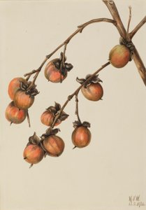  by Mary Vaux Walcott