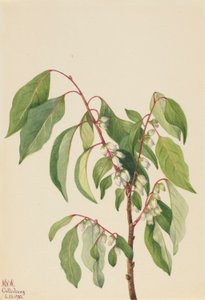  by Mary Vaux Walcott