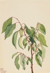 Trabzon hurması Diospyros virginiana, 1932. by Mary Vaux Walcott