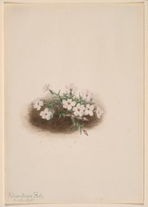  by Mary Vaux Walcott