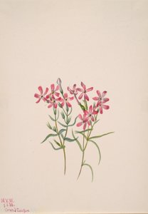 Phlox stansburyi, 1938. by Mary Vaux Walcott