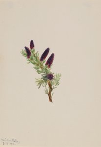  by Mary Vaux Walcott