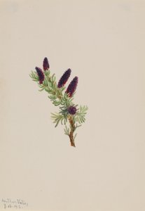 Picea engelmanni, 1913. by Mary Vaux Walcott