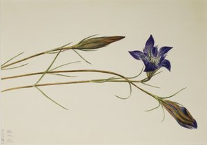  by Mary Vaux Walcott