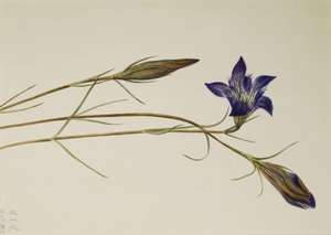 Pinebarren Gentian Gentiana porphyrio, 1923 by Mary Vaux Walcott