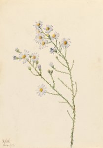 Pineland Aster (Aster squarrosus) by Mary Vaux Walcott