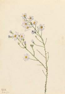 Pineland Aster Aster squarrosus, 1922. by Mary Vaux Walcott