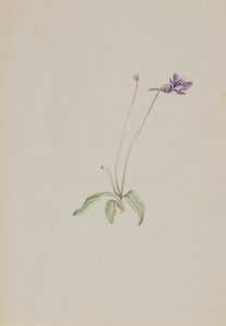 Pinguicula vulgaris, yak. 1930