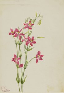 Pembe Passiflora by Mary Vaux Walcott