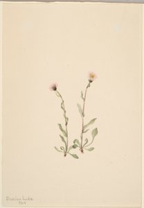  by Mary Vaux Walcott
