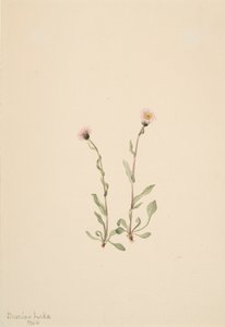 Pembe Fleabane Erigeron jucundus, 1904 by Mary Vaux Walcott