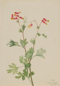  by Mary Vaux Walcott