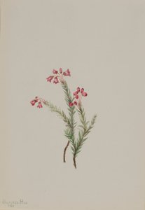 Pembe Heather Phyllodoce empetriformis, 1901. by Mary Vaux Walcott