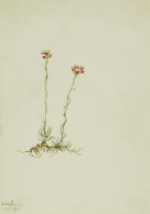 Pembe kedigiller (Antennaria rosea) by Mary Vaux Walcott