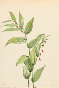 Pembe Bükülmüş Sap Streptopus kıvrımları, 1913. by Mary Vaux Walcott