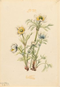  by Mary Vaux Walcott